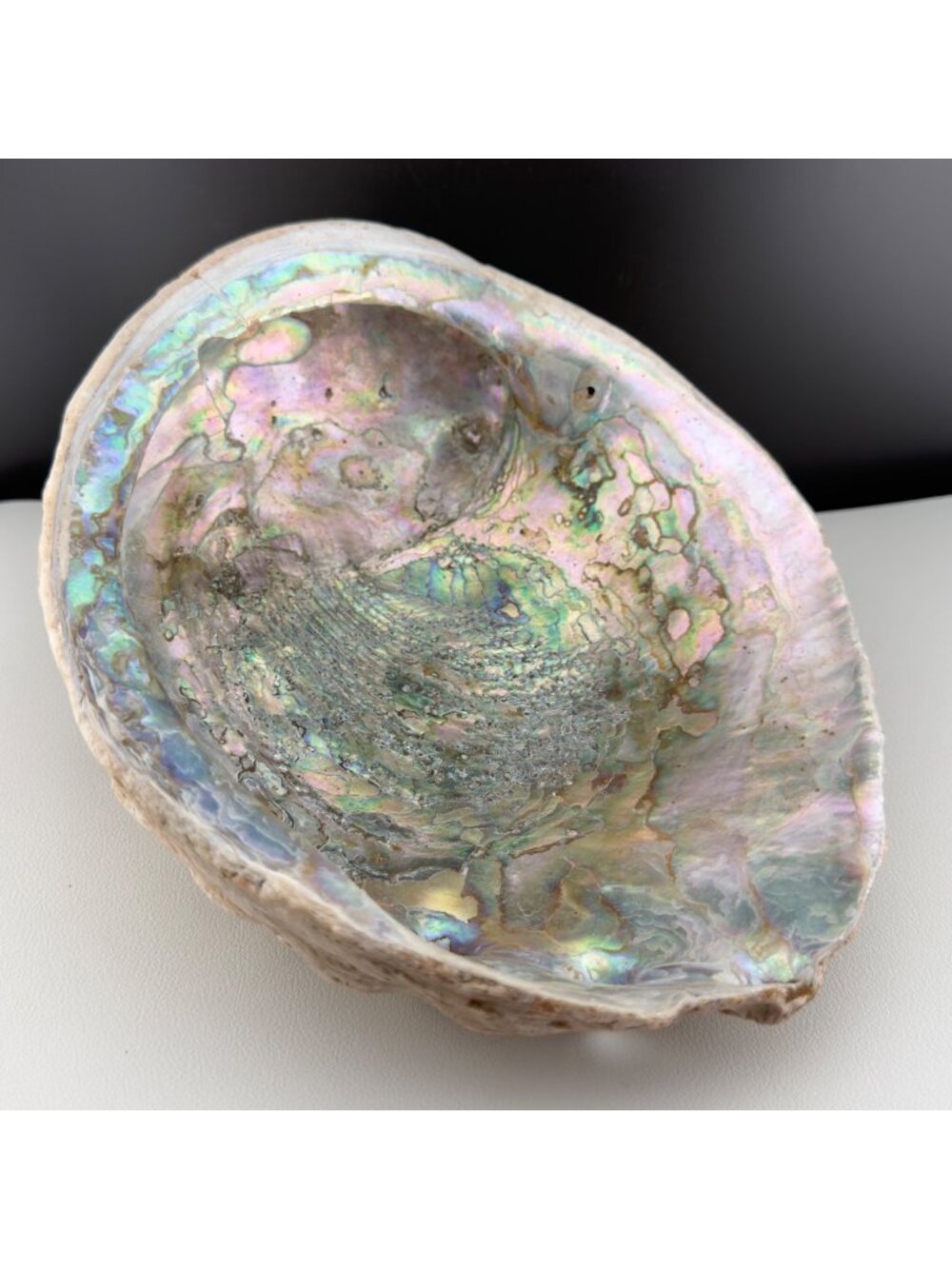 Vintage Abalone Shell Bowl Dish Beach Display Piece Coastal Large Iridescent